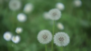Karahindiba infructiscence, üreme için rüzgar tarafından dağınık yorgan vermediğinde, süresi içinde.