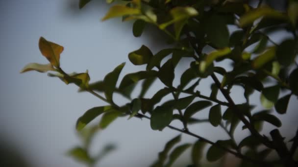 Generiska Bladen Växt Som Flyttas Vinden Och Bakgrundsbelyst Ett Skuggat — Stockvideo