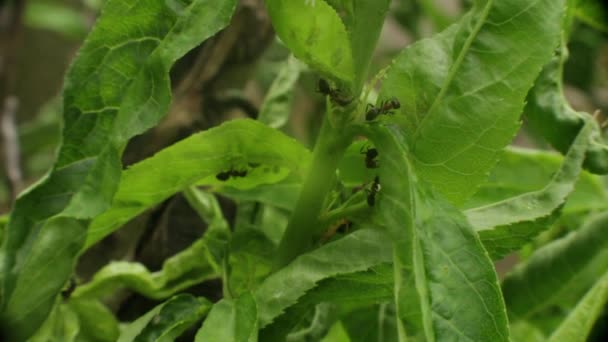 栽培と植物と作物を台無しにする果樹園の中の桃の木の葉の上を歩くアリ — ストック動画