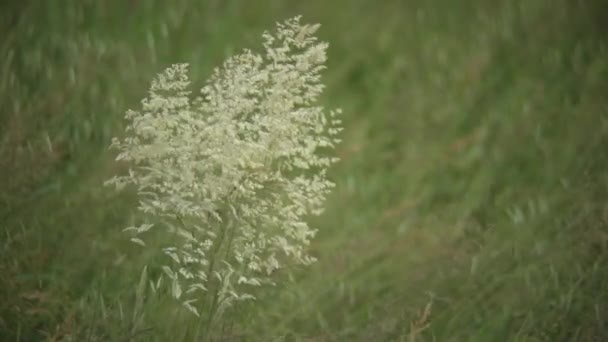 Detail Van Een Haver Plant Een Gebied Van Teelt Terwijl — Stockvideo