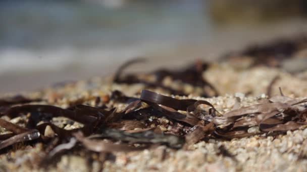 Les Algues Sur Sable Mer Méditerranée — Video