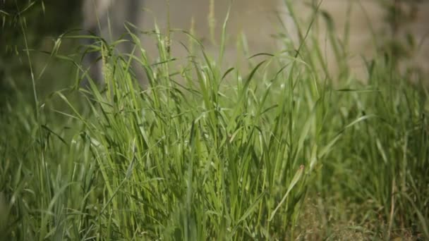 Des Lames Herbe Dans Une Prairie Émue Par Brise Printanière — Video