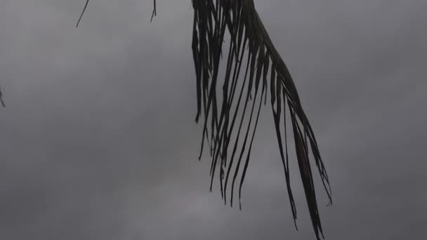 カリブの嵐のミステリーで進行中 風によって移動の葉のヤシのシルエット — ストック動画