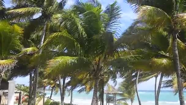 Palmeras Playa Xpu México Movidas Por Viento — Vídeos de Stock