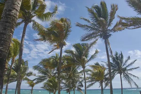Вид Кокосовые Пальмы Вздутые Ветром Пляже Xpu Мексике — стоковое фото