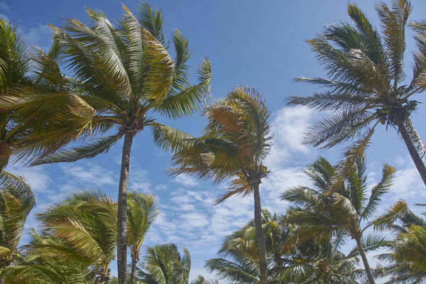View of coconut palm trees in the wind blowing in Xpu-Ha beach in Mexico