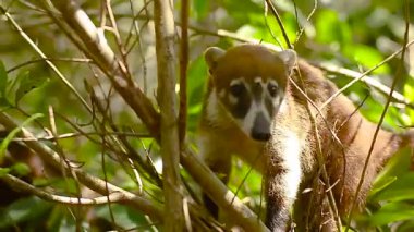 Coati Meksika ormanda dallarında yukarı tırmanıyor