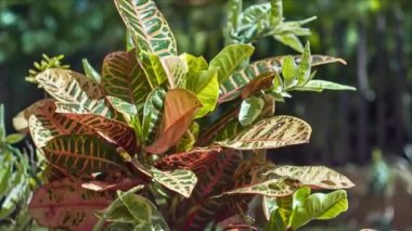 Geniş ile süs tropikal bitki güneş tarafından aydınlatılmış bırakır ve rüzgar tarafından taşındı