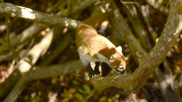 Coati Climbs Branches Forest Mexico — Stock Video