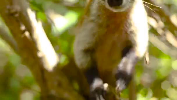 Μόσχος Του Μια Coati Λήφθείτε Στο Δάσος Φυσικό Της Περιβάλλον — Αρχείο Βίντεο