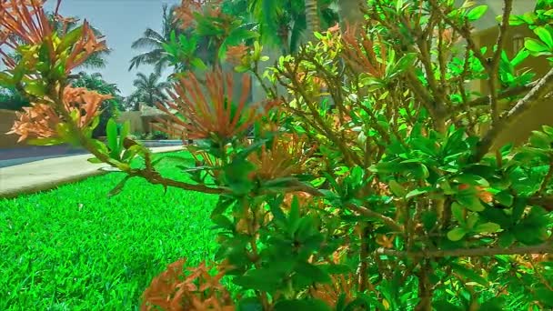 Tropische Sierteelt Bewogen Door Wind Het Midden Van Tuin — Stockvideo