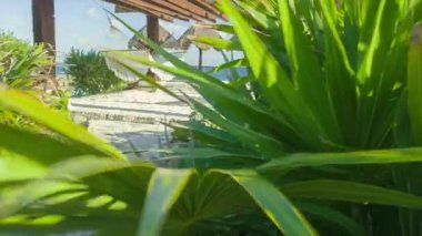 Rüzgar ve arkasında bir hamak taşındı ön planda tropikal bitki