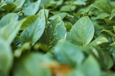 Tropik yeşil yapraklar