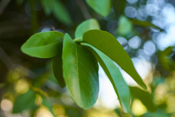 Detalle de licencia tropical — Foto de Stock