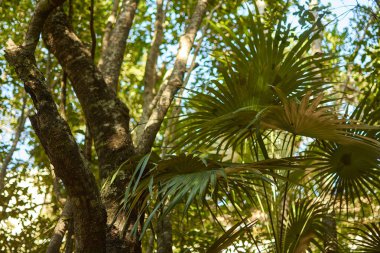 Tafsilât-in palmiye yaprakları #3