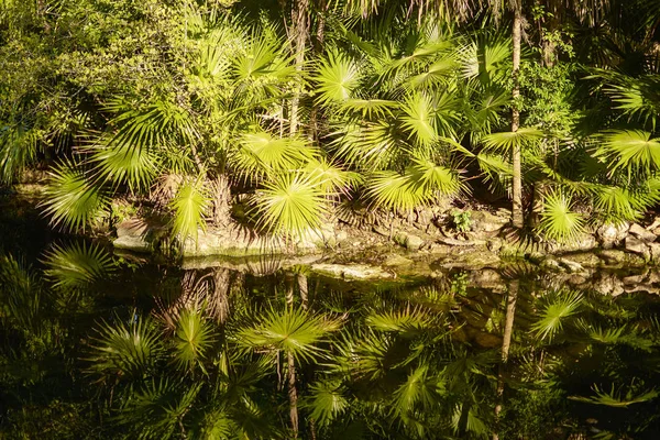 セノーテに反映植生のビュー — ストック写真