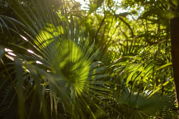 Detalles de las hojas de palma # 7 — Foto de Stock
