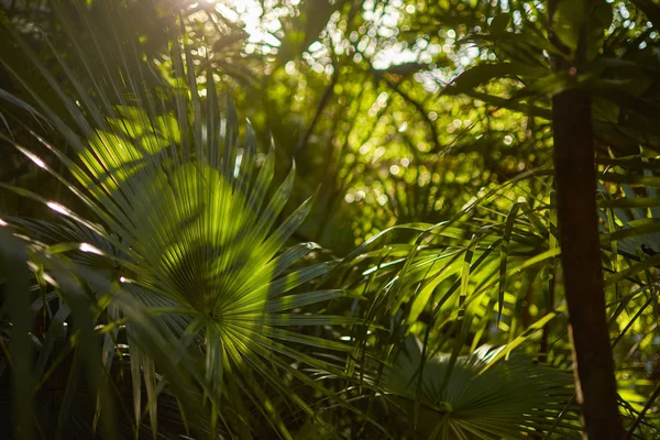 Details van palmbladeren #8 — Stockfoto