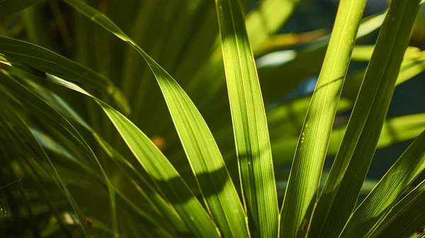 Details of palm leaves #9 — Stock Photo, Image