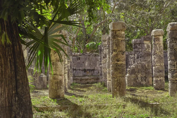 Columnas Mayas y Vegertación Tropical —  Fotos de Stock