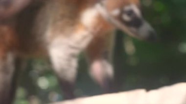Coati örnek bir tezgah yürür