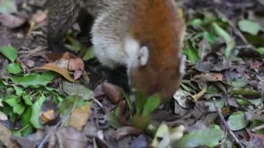 Coati yerdeki yiyecek arayan burnunu çekmek