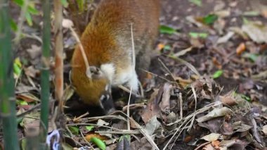 Coati yemek #2 yere burnunu çekmek