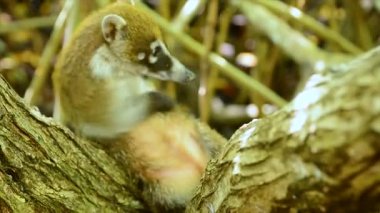 Küçük örnek bir dalda yalan coati karnını kaşıyor