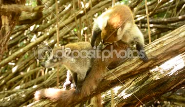 Coati se mueve en las ramas de los manglares del bosque tropical on Mexico # 2