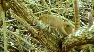 Coati se mueve en las ramas de los manglares del bosque tropical in Mexico