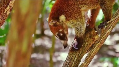 Meksika tropikal orman ağaçlarının dalları arasında coati hareketi
