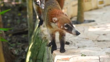 Coati taştan bir duvar üzerinde hareket eder.
