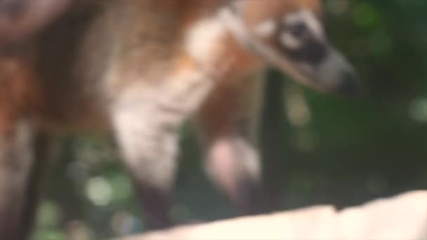 Esemplare di Coati cammina lungo una panchina — Video Stock