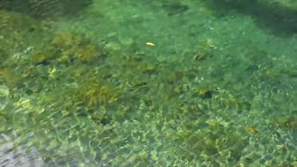 Texture de l'eau courante déplacée par le vent dans un cenote au Mexique . — Video