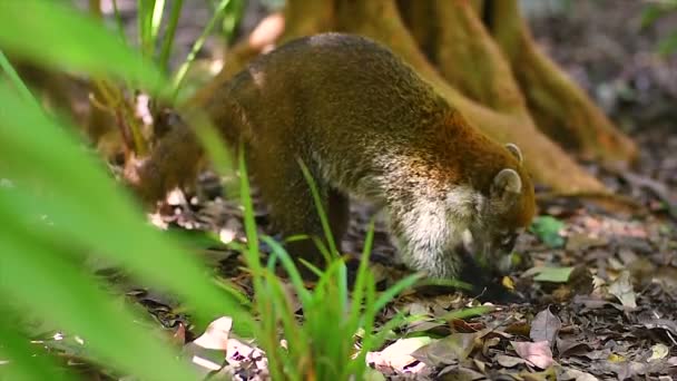 Il campione di Coati cerca di annusare a terra in cerca di cibo. — Video Stock