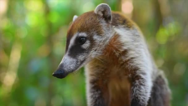 Primo piano di un piccolo esemplare di coati — Video Stock