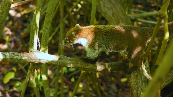 Coati se mueve en las ramas de los manglares del bosque tropical en Mexico # 4 — 图库视频影像