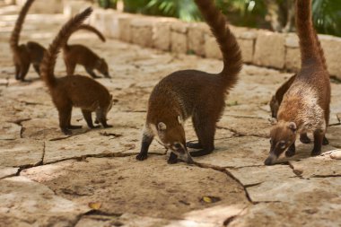 Yerde kokan paltolar.