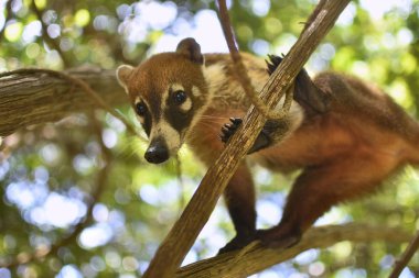 Koati # 10 dalları arasında dengede