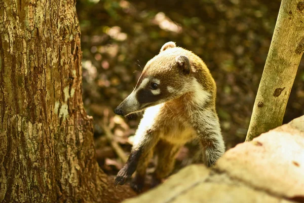 森林中央的Coati — 图库照片