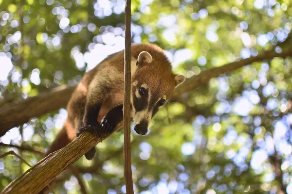 Coati Équilibré Entre Les Branches — Photo