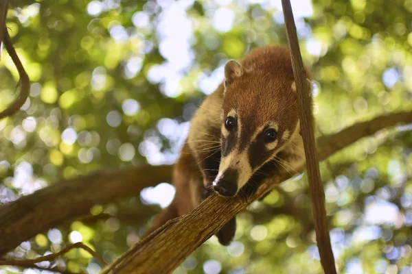 Coati Équilibré Entre Les Branches — Photo