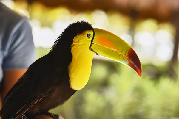 Retrato Close Tucano — Fotografia de Stock