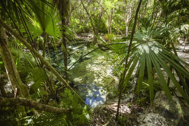 Cenote Azul # 3 'e gidin.