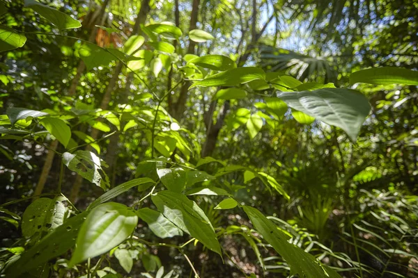 Idź Cenote Azul — Zdjęcie stockowe