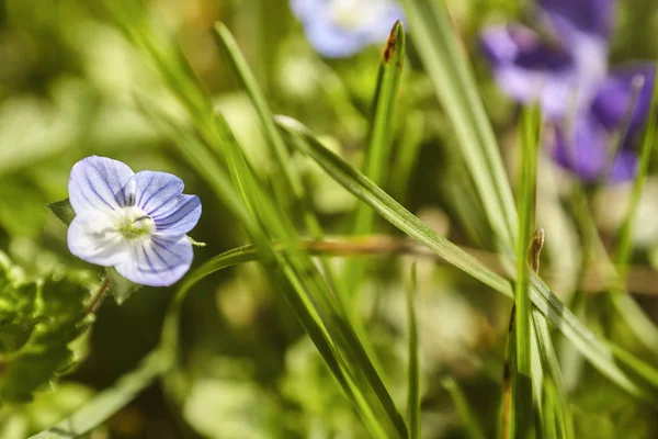Ayrıntılı bir küçük mor çiçek — Stok fotoğraf