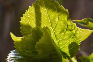 Baharda yaprak Detayı