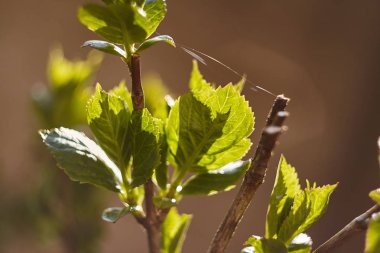 Baharda yeni yeşil yaprakları #3