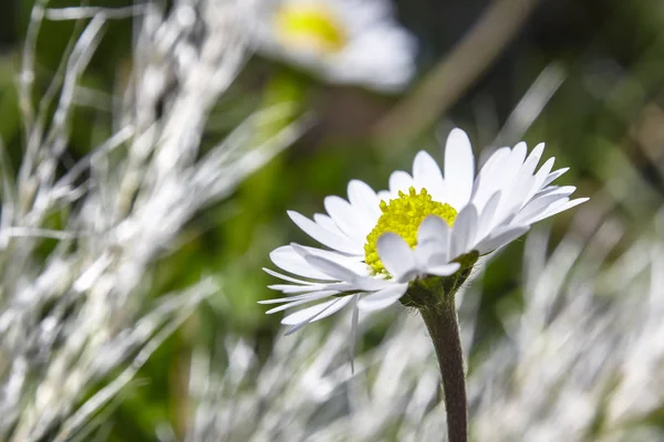 Gänseblümchen-Porträt — Stockfoto