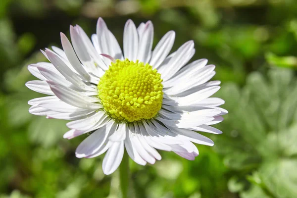 Gänseblümchen-Blumen-Porträt # 2 — Stockfoto